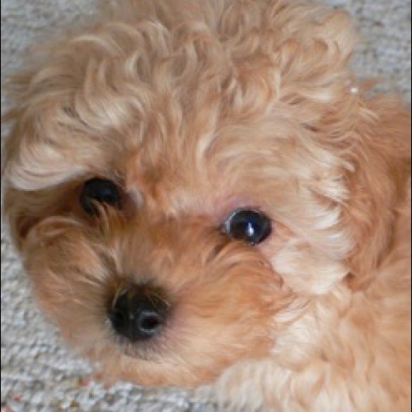 Meet your Posher, Rose - Picture 1 of 1